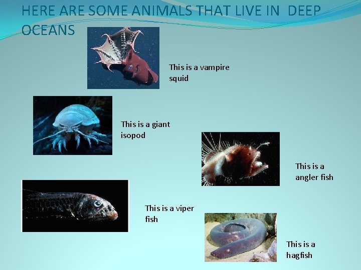 HERE ARE SOME ANIMALS THAT LIVE IN DEEP OCEANS This is a vampire squid