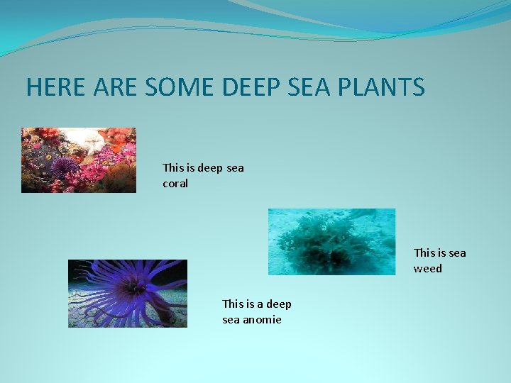 HERE ARE SOME DEEP SEA PLANTS This is deep sea coral This is sea