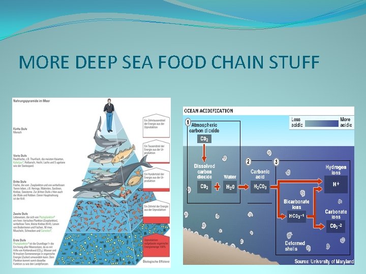 MORE DEEP SEA FOOD CHAIN STUFF 