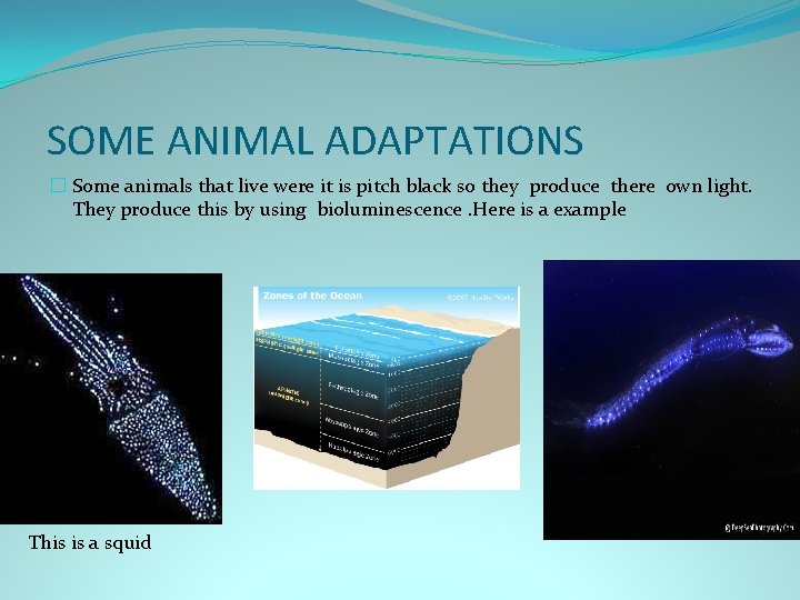 SOME ANIMAL ADAPTATIONS � Some animals that live were it is pitch black so