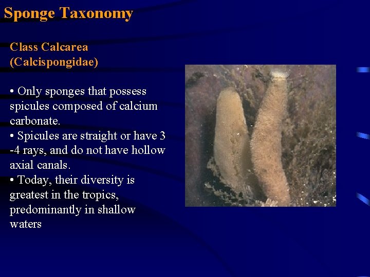 Sponge Taxonomy Class Calcarea (Calcispongidae) • Only sponges that possess spicules composed of calcium Sponge Taxonomy Class Calcarea (Calcispongidae) • Only sponges that possess spicules composed of calcium