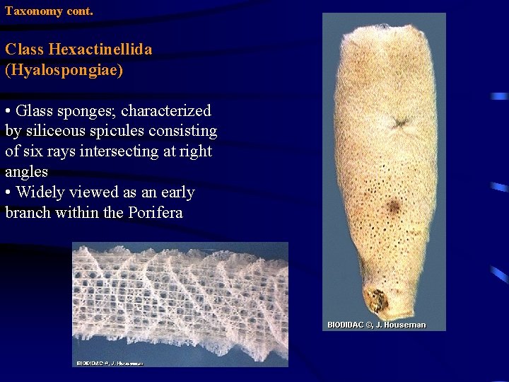 Taxonomy cont. Class Hexactinellida (Hyalospongiae) • Glass sponges; characterized by siliceous spicules consisting of Taxonomy cont. Class Hexactinellida (Hyalospongiae) • Glass sponges; characterized by siliceous spicules consisting of