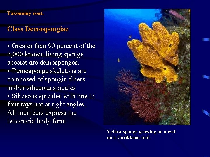 Taxonomy cont. Class Demospongiae • Greater than 90 percent of the 5, 000 known Taxonomy cont. Class Demospongiae • Greater than 90 percent of the 5, 000 known