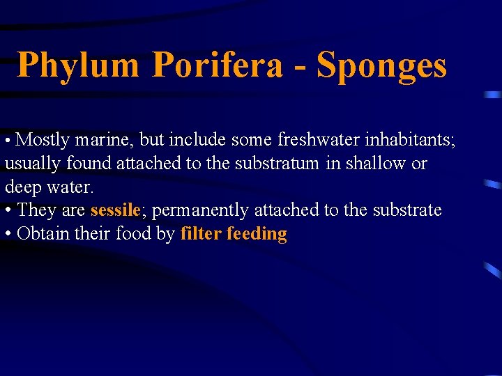 Phylum Porifera - Sponges • Mostly marine, but include some freshwater inhabitants; usually found Phylum Porifera - Sponges • Mostly marine, but include some freshwater inhabitants; usually found
