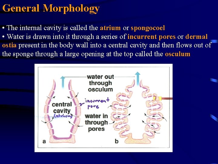 General Morphology • The internal cavity is called the atrium or spongocoel • Water General Morphology • The internal cavity is called the atrium or spongocoel • Water