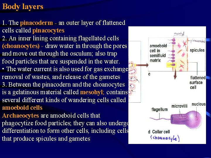 Body layers 1. The pinacoderm - an outer layer of flattened cells called pinacocytes Body layers 1. The pinacoderm - an outer layer of flattened cells called pinacocytes