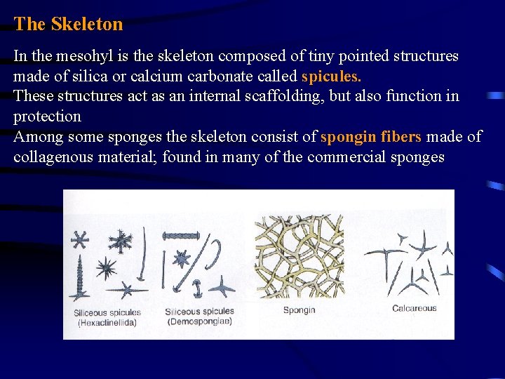 The Skeleton In the mesohyl is the skeleton composed of tiny pointed structures made The Skeleton In the mesohyl is the skeleton composed of tiny pointed structures made