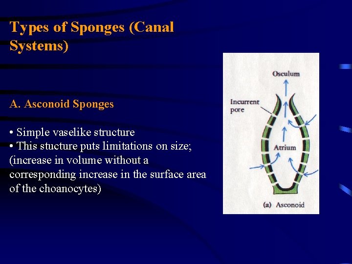 Types of Sponges (Canal Systems) A. Asconoid Sponges • Simple vaselike structure • This Types of Sponges (Canal Systems) A. Asconoid Sponges • Simple vaselike structure • This