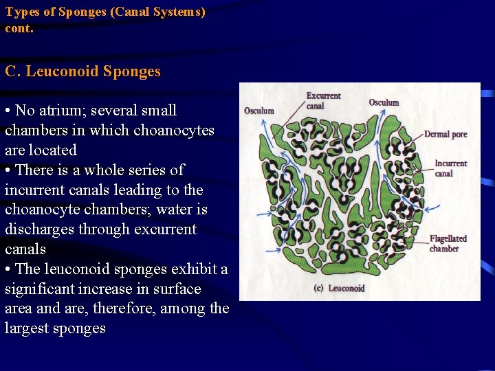 Types of Sponges (Canal Systems) cont. C. Leuconoid Sponges • No atrium; several small Types of Sponges (Canal Systems) cont. C. Leuconoid Sponges • No atrium; several small