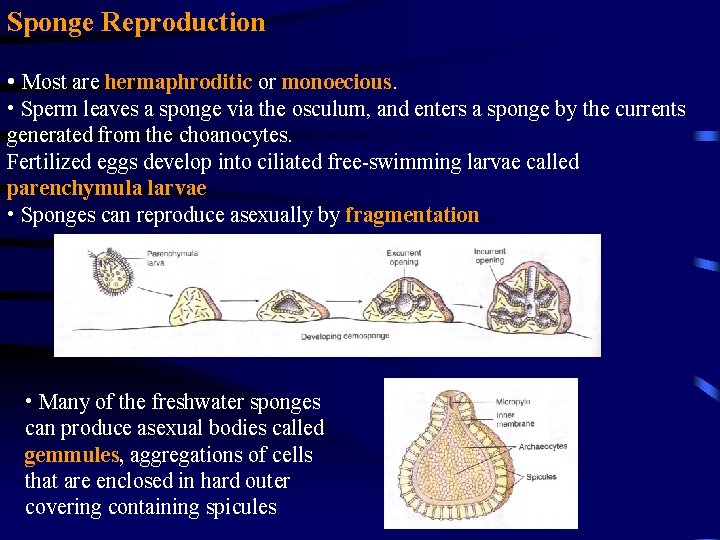 Sponge Reproduction • Most are hermaphroditic or monoecious. • Sperm leaves a sponge via Sponge Reproduction • Most are hermaphroditic or monoecious. • Sperm leaves a sponge via