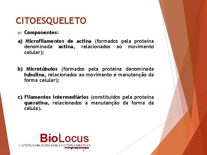 CITOESQUELETO Componentes: a) Microfilamentos de actina (formados pela proteína denominada actina, relacionados ao movimento