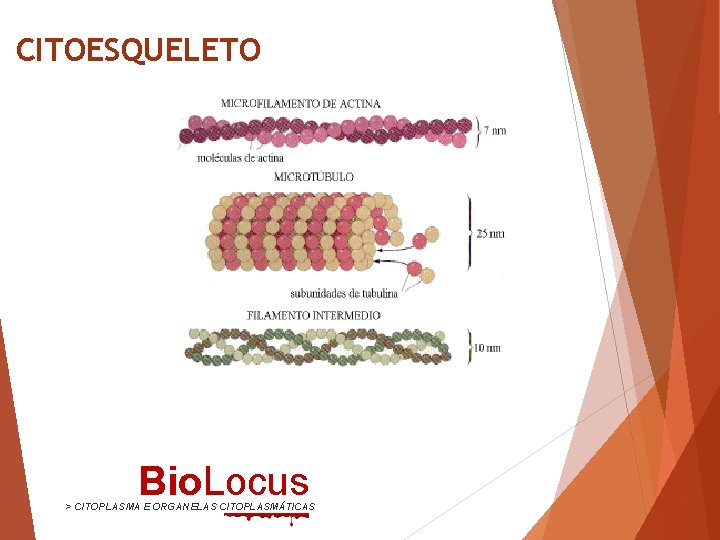 CITOESQUELETO Bio. Locus > CITOPLASMA E ORGANELAS CITOPLASMÁTICAS 