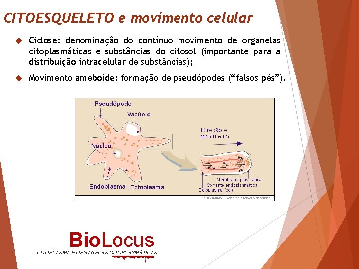 CITOESQUELETO e movimento celular Ciclose: denominação do contínuo movimento de organelas citoplasmáticas e substâncias