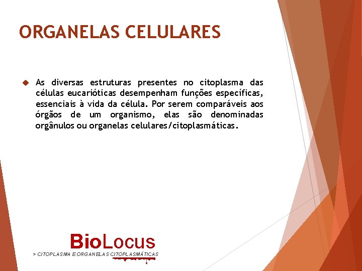 ORGANELAS CELULARES As diversas estruturas presentes no citoplasma das células eucarióticas desempenham funções específicas,
