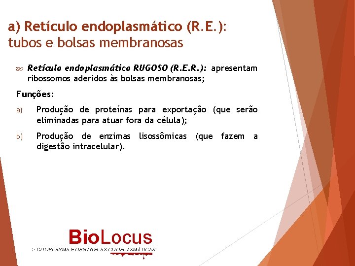 a) Retículo endoplasmático (R. E. ): tubos e bolsas membranosas Retículo endoplasmático RUGOSO (R.