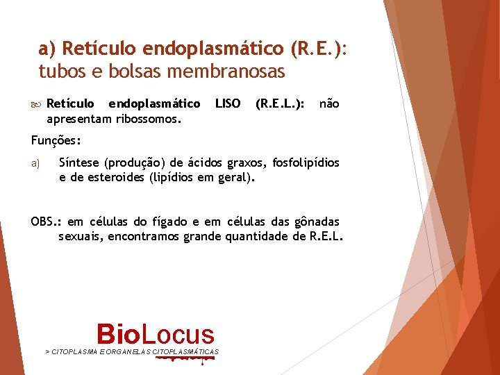 a) Retículo endoplasmático (R. E. ): tubos e bolsas membranosas Retículo endoplasmático apresentam ribossomos.