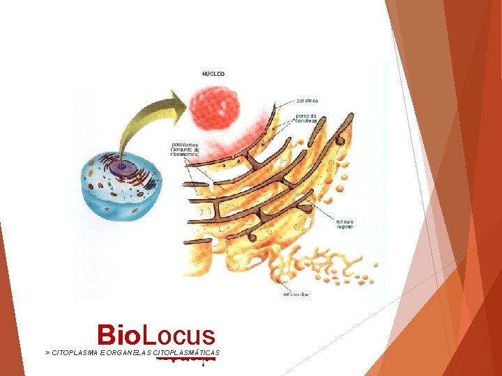 Bio. Locus > CITOPLASMA E ORGANELAS CITOPLASMÁTICAS 