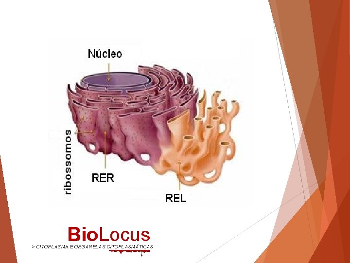 Bio. Locus > CITOPLASMA E ORGANELAS CITOPLASMÁTICAS 