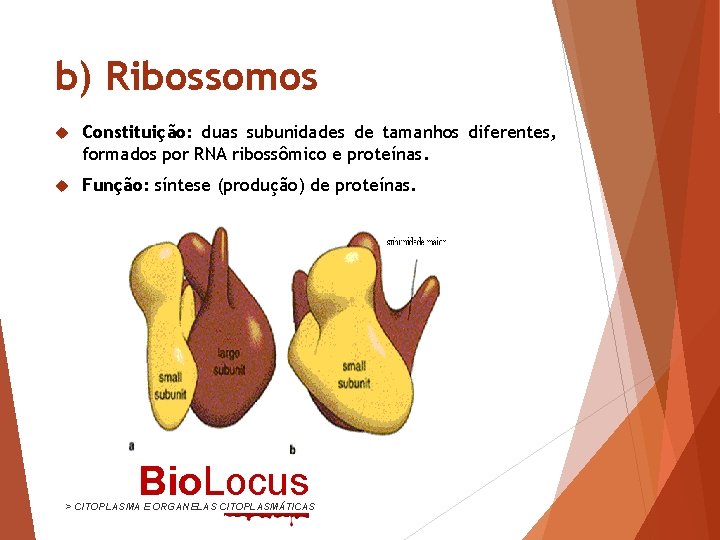 b) Ribossomos Constituição: duas subunidades de tamanhos diferentes, formados por RNA ribossômico e proteínas.