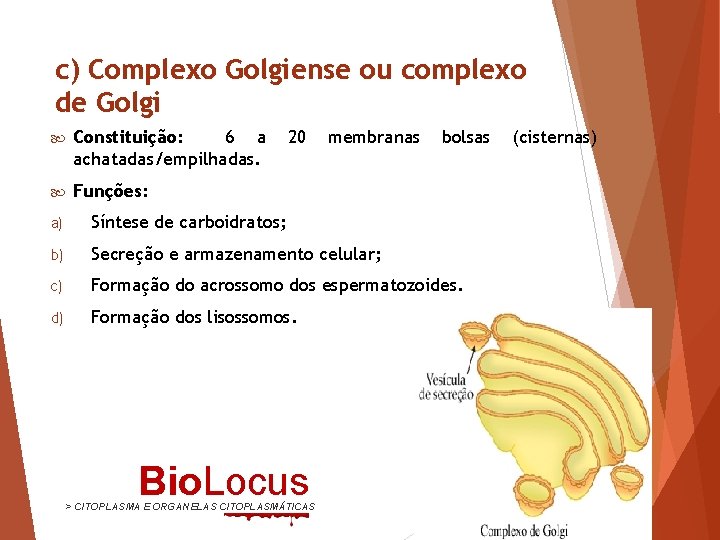 c) Complexo Golgiense ou complexo de Golgi Constituição: 6 a achatadas/empilhadas. Funções: 20 membranas