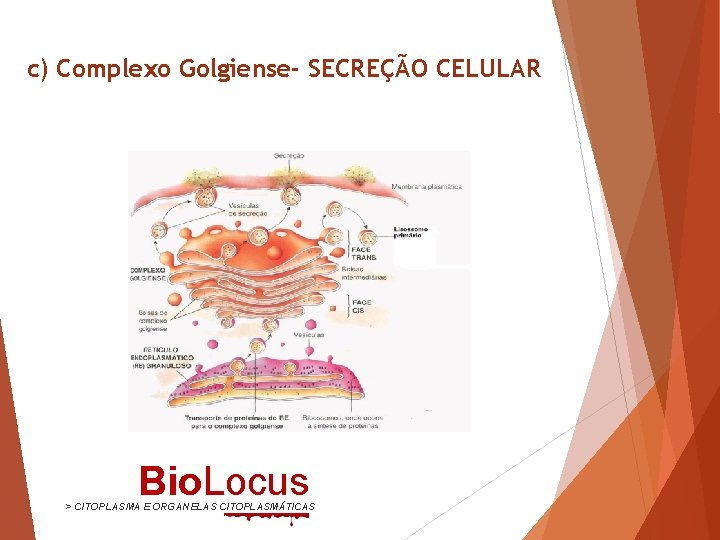 c) Complexo Golgiense- SECREÇÃO CELULAR Bio. Locus > CITOPLASMA E ORGANELAS CITOPLASMÁTICAS 