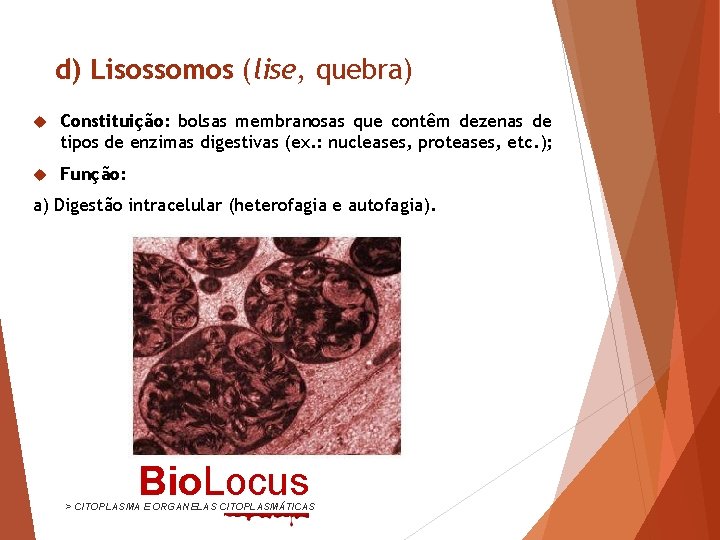 d) Lisossomos (lise, quebra) Constituição: bolsas membranosas que contêm dezenas de tipos de enzimas