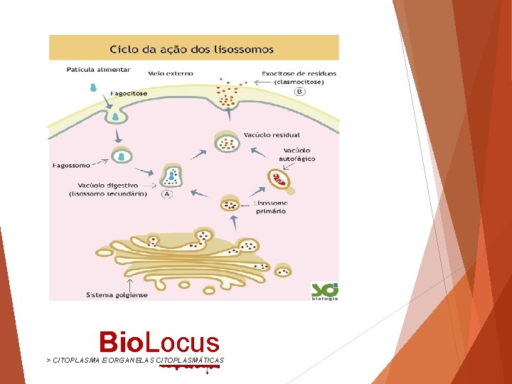 Bio. Locus > CITOPLASMA E ORGANELAS CITOPLASMÁTICAS 