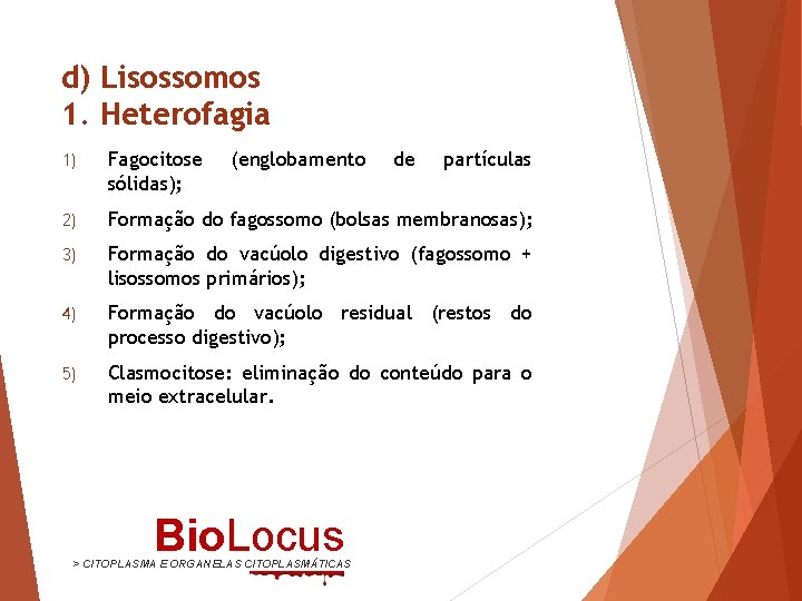 d) Lisossomos 1. Heterofagia 1) Fagocitose sólidas); (englobamento 2) Formação do fagossomo (bolsas membranosas);