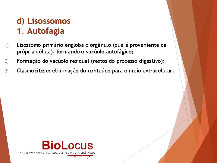 d) Lisossomos 1. Autofagia 1) Lisossomo primário engloba o orgânulo (que é proveniente da