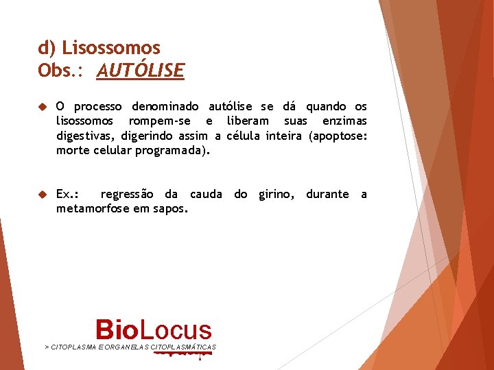 d) Lisossomos Obs. : AUTÓLISE O processo denominado autólise se dá quando os lisossomos