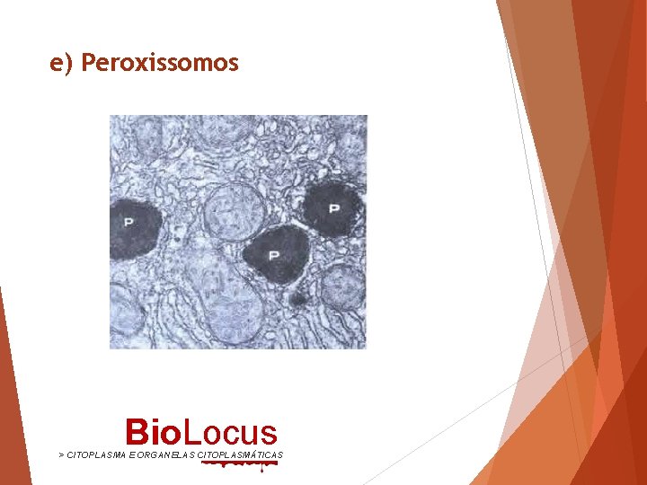 e) Peroxissomos Bio. Locus > CITOPLASMA E ORGANELAS CITOPLASMÁTICAS 