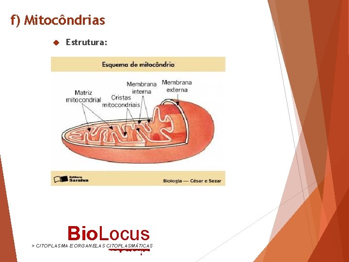f) Mitocôndrias Estrutura: Bio. Locus > CITOPLASMA E ORGANELAS CITOPLASMÁTICAS 