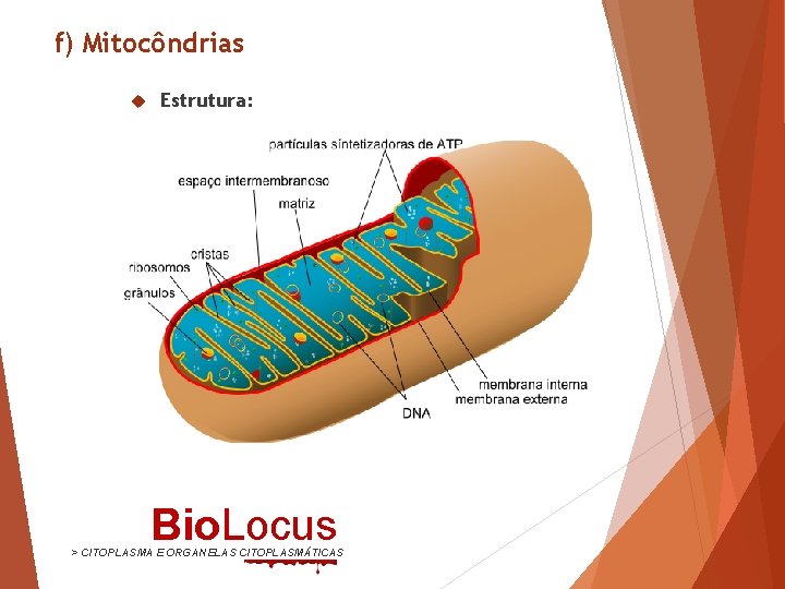 f) Mitocôndrias Estrutura: Bio. Locus > CITOPLASMA E ORGANELAS CITOPLASMÁTICAS 