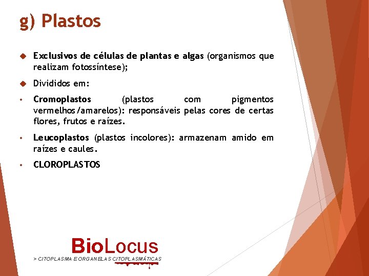 g) Plastos Exclusivos de células de plantas e algas (organismos que realizam fotossíntese); Divididos
