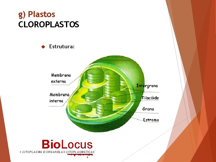 g) Plastos CLOROPLASTOS Estrutura: Bio. Locus > CITOPLASMA E ORGANELAS CITOPLASMÁTICAS 