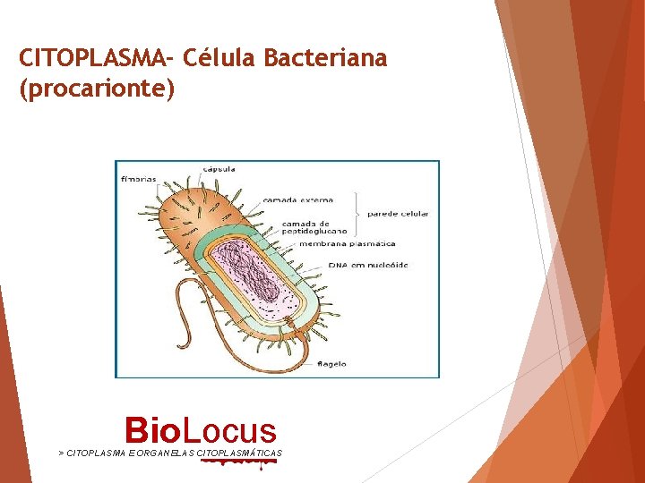 CITOPLASMA- Célula Bacteriana (procarionte) Bio. Locus > CITOPLASMA E ORGANELAS CITOPLASMÁTICAS 
