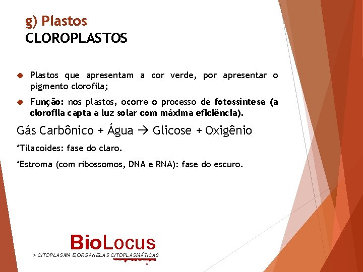 g) Plastos CLOROPLASTOS Plastos que apresentam a cor verde, por apresentar o pigmento clorofila;