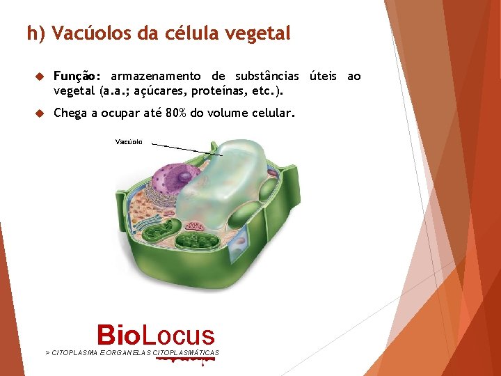 h) Vacúolos da célula vegetal Função: armazenamento de substâncias úteis ao vegetal (a. a.