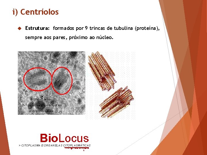 i) Centríolos Estrutura: formados por 9 trincas de tubulina (proteína), sempre aos pares, próximo