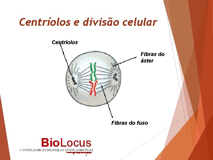 Centríolos e divisão celular Centríolos Fibras do áster Fibras do fuso Bio. Locus >