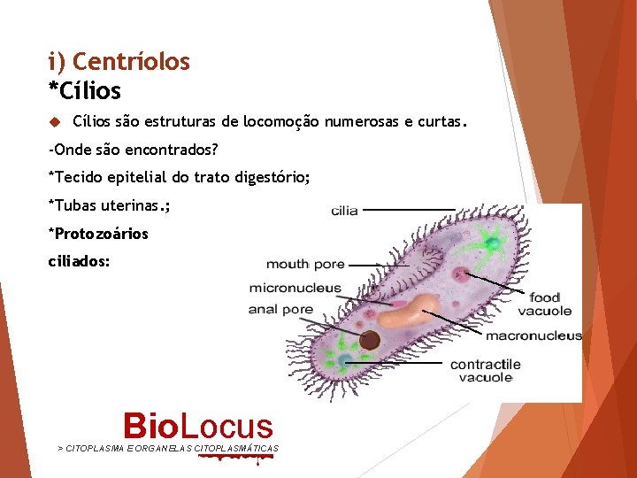 i) Centríolos *Cílios são estruturas de locomoção numerosas e curtas. -Onde são encontrados? *Tecido
