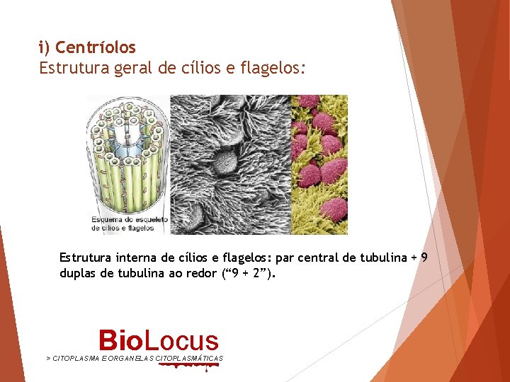 i) Centríolos Estrutura geral de cílios e flagelos: Estrutura interna de cílios e flagelos: