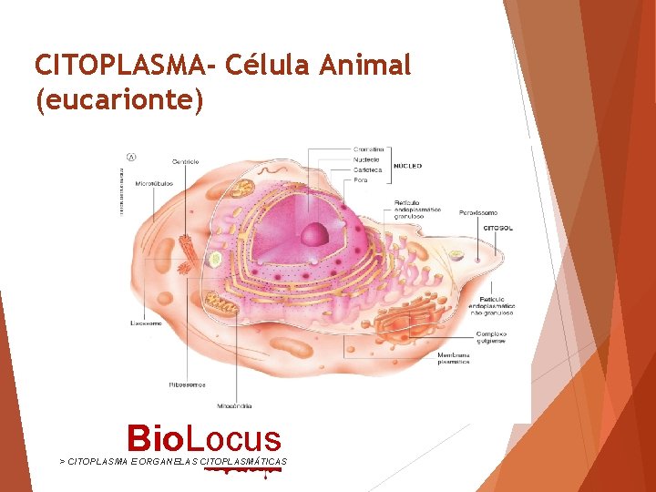 CITOPLASMA- Célula Animal (eucarionte) Bio. Locus > CITOPLASMA E ORGANELAS CITOPLASMÁTICAS 