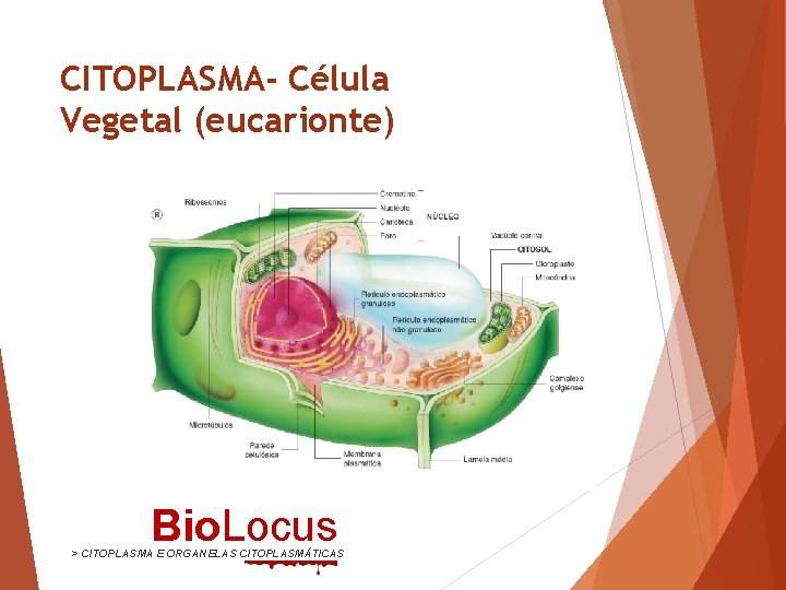 CITOPLASMA- Célula Vegetal (eucarionte) Bio. Locus > CITOPLASMA E ORGANELAS CITOPLASMÁTICAS 