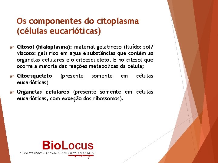 Os componentes do citoplasma (células eucarióticas) Citosol (hialoplasma): material gelatinoso (fluído: sol/ viscoso: gel)