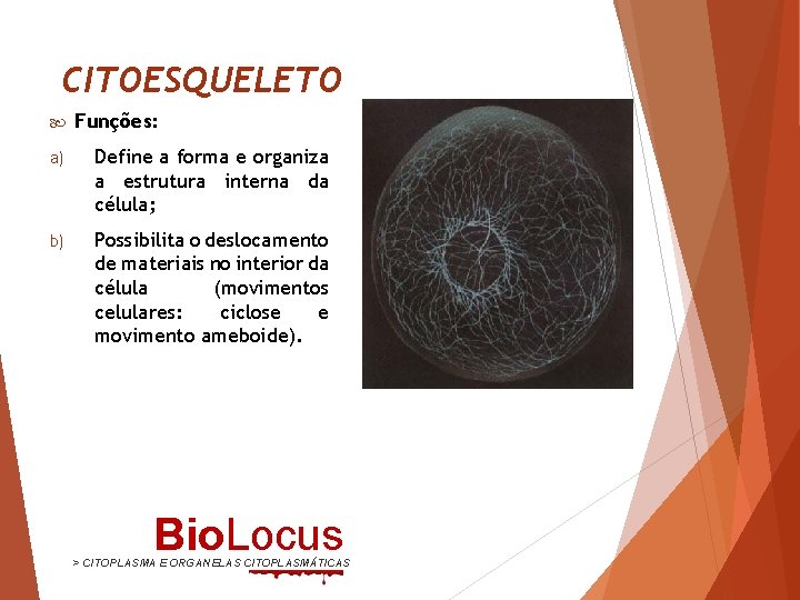 CITOESQUELETO Funções: a) Define a forma e organiza a estrutura interna da célula; b)