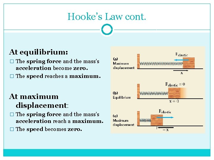 Hooke’s Law cont. At equilibrium: � The spring force and the mass’s acceleration become