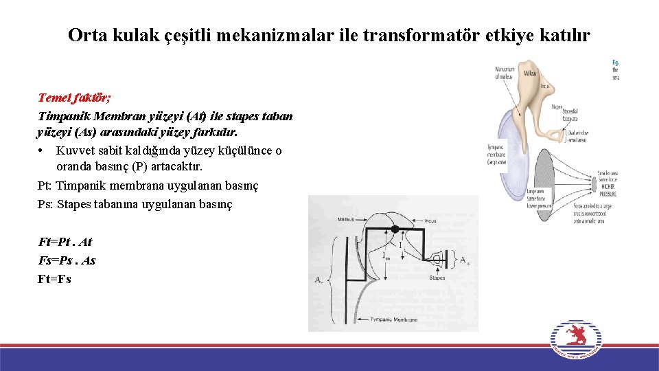 Orta kulak çeşitli mekanizmalar ile transformatör etkiye katılır Temel faktör; Timpanik Membran yüzeyi (At)