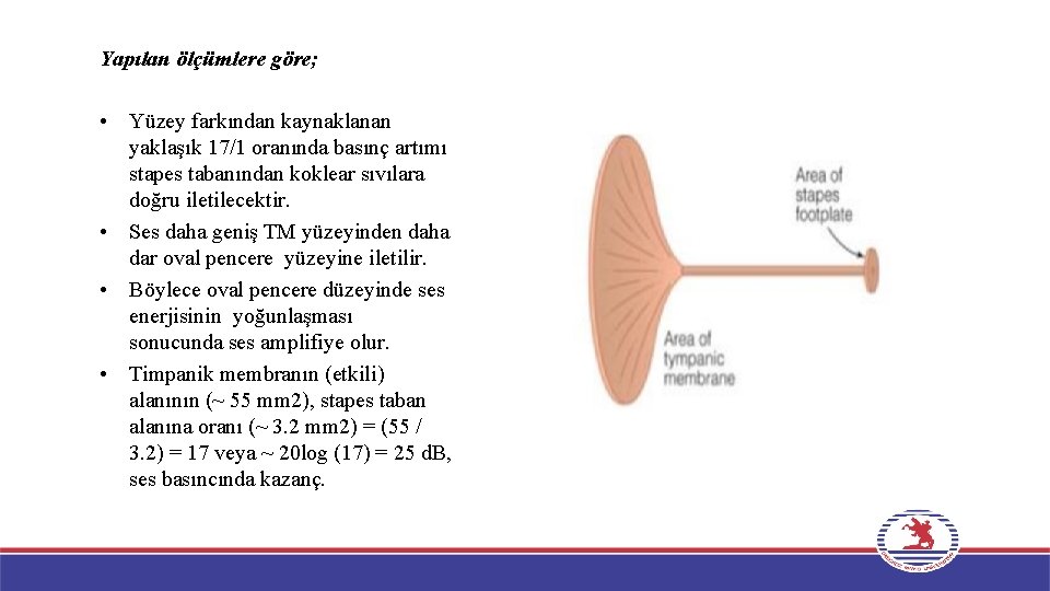 Yapılan ölçümlere göre; • Yüzey farkından kaynaklanan yaklaşık 17/1 oranında basınç artımı stapes tabanından