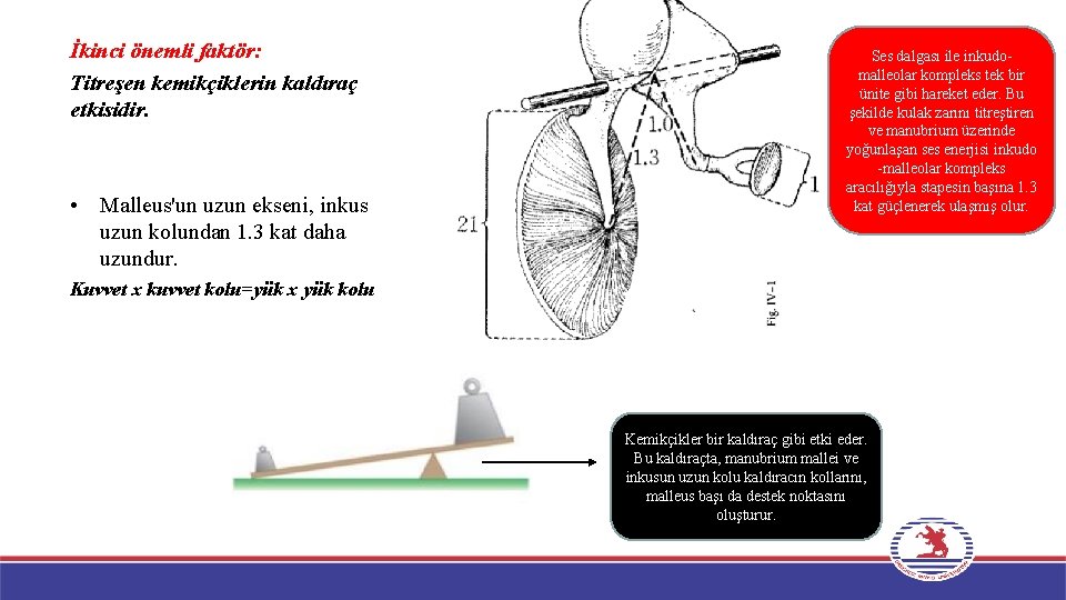 İkinci önemli faktör: Titreşen kemikçiklerin kaldıraç etkisidir. • Malleus'un uzun ekseni, inkus uzun kolundan